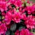 Азалия КАНЗОНЕТТА японская в Фаниполе