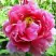Пион ВОСХОД СОЛНЦА древовидный в Фаниполе