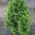 Туя ЗМАТЛИК западная в Фаниполе