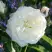 Роза АЛАБАСТЕР флорибунда в Фаниполе