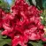 Рододендрон МАТАДОР в Фаниполе