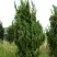 Можжевельник КАЙЗУКА китайский в Фаниполе