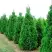 Туя СПИРАЛИС западная в Фаниполе