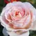 Роза АНДРЕ ЛЕ НОТР чайно-гибридная в Фаниполе