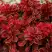 Барбарис РЕД ХОТ ЧИЛИ тунберга в Фаниполе