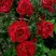 Роза РЕД ИНТУИШН чайно-гибридная в Фаниполе