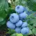 Голубика ТОРО в Фаниполе