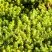 Очиток (седум) ЙЕЛЛОУ КВИН едкий в Фаниполе