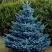 Ель МАДЖЕСТИК БЛЮ колючая в Фаниполе