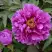 Пион ЛИЛОВАЯ ФАНТАЗИЯ древовидный в Фаниполе