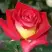 Роза ФРЕНДШИП чайно-гибридная в Фаниполе