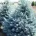 Ель ГЛАУКА колючая в Фаниполе