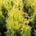 Туя ГОЛДЕН БРАБАНТ западная в Фаниполе