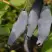 Жимолость съедобная ГОЛУБОЕ ВЕРЕТЕНО в Фаниполе