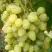 Виноград ЗАРНИЦА в Фаниполе