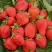 Клубника САН АНДРЕАС ремонтантная в Фаниполе