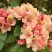 Рододендрон ФЛАУТАНДО в Фаниполе