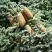 Пихта благородная в Фаниполе