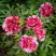 Пион РЕД ВИЗ ПИНК древовидный в Фаниполе