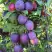 Слива БЛЮ СВИТ колонновидная в Фаниполе