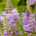 Физостегия РОЗЕЯ виргинская в Фаниполе