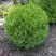Туя ХОЗЕРИ западная в Фаниполе