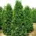 Туя ПИРАМИДАЛИС КОМПАКТА западная в Фаниполе