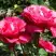 Роза ВИЕН РОУЗ чайно-гибридная в Фаниполе