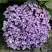 Гортензия АИША крупнолистная  в Фаниполе