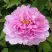 Пион ПРОЗРАЧНАЯ РОСА древовидный в Фаниполе
