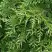 Туя СМАРАГД ВАРИЕГАТА западная в Фаниполе