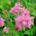Аквилегия БАРЛОУ ПИНК гибрид МакКаны в Фаниполе