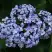 Гортензия АИША крупнолистная  в Фаниполе