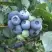 Голубика БЛЮЭТТА в Фаниполе