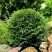 Туя ДАНИКА западная в Фаниполе