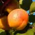 Абрикос СПАДЧЫНА в Фаниполе