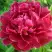 Пион КИТАЙСКИЙ ШЕЛК травянистый в Фаниполе