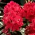 Рододендрон МАТАДОР в Фаниполе