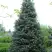 Пихта белая в Фаниполе