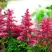 Астильба ЮНИК КАРМИН гибридная в Фаниполе