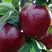 Яблоня РЕД ЧИФ в Фаниполе