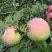 Яблоня УТРО в Фаниполе