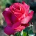 Роза ВИЕН РОУЗ чайно-гибридная в Фаниполе