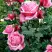 Роза ЭЙФЕЛЕВА БАШНЯ чайно-гибридная в Фаниполе
