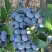 Голубика НОРТЛАНД в Фаниполе