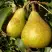 Груша ГЕНЕРАЛ ЛЕКЛЕРК в Фаниполе
