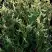 Туя ГОЛД ПЕРЛ западная в Фаниполе