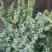 Можжевельник БЛЮ АЛЬПС китайский  в Фаниполе