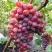 Виноград КРАСОТКА в Фаниполе