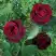 Роза ПАПА МЕЙЯН чайно-гибридная в Фаниполе